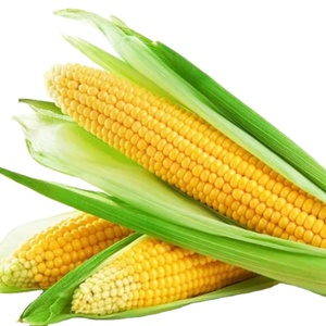 Wholesale Price Yellow Maize Corn for Animal Feed